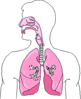 ระบบ หายใจ respiratory system wikipedia